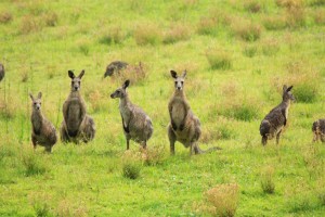Wild Kangaroos on Hunter Valley Tour