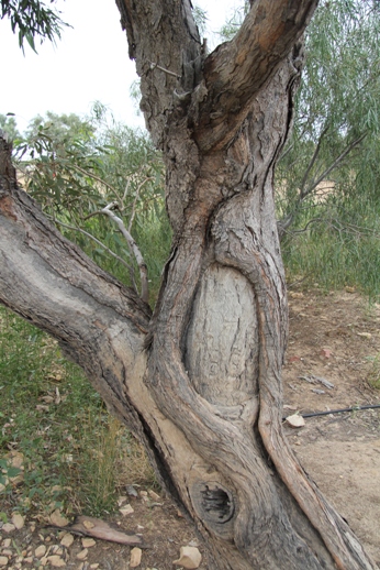 Corner Country, Birdsville, Cooper Creek, Strezlecki Track, Arkaroola ...