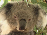 koala